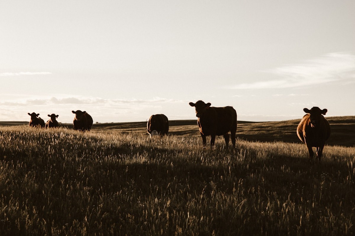 Beef