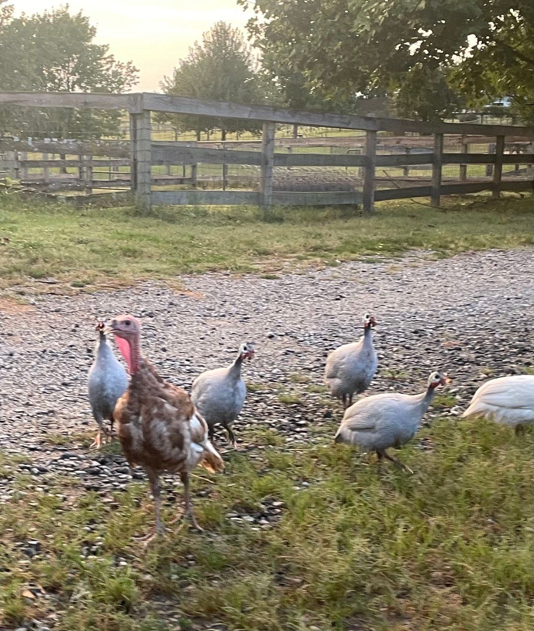 A brown and white turkey with guinea fowl on a gravel drive in front of a wooden fence at dusk