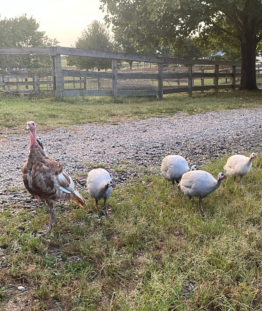 A turkey and several gray and white guinea fowl grazing along a gravel drive under a large tree