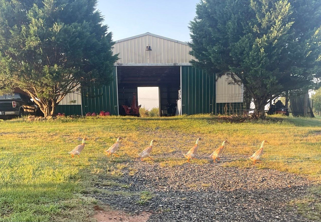 Six tall, upright fawn-colored ducks walking in a line across the grass in front of a green metal barn