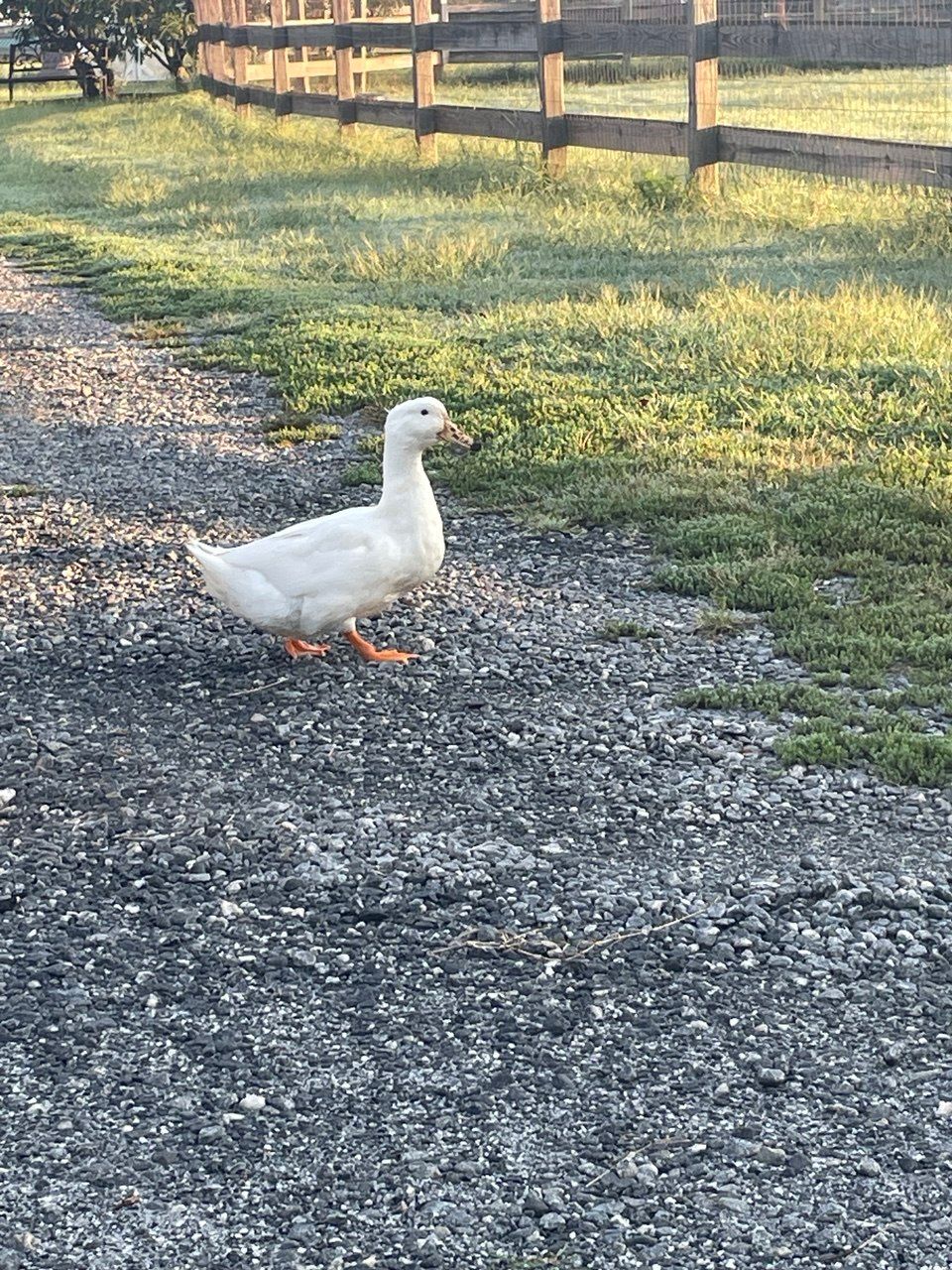 A white duck with orange feet walking along a gravel drive beside a wooden fence