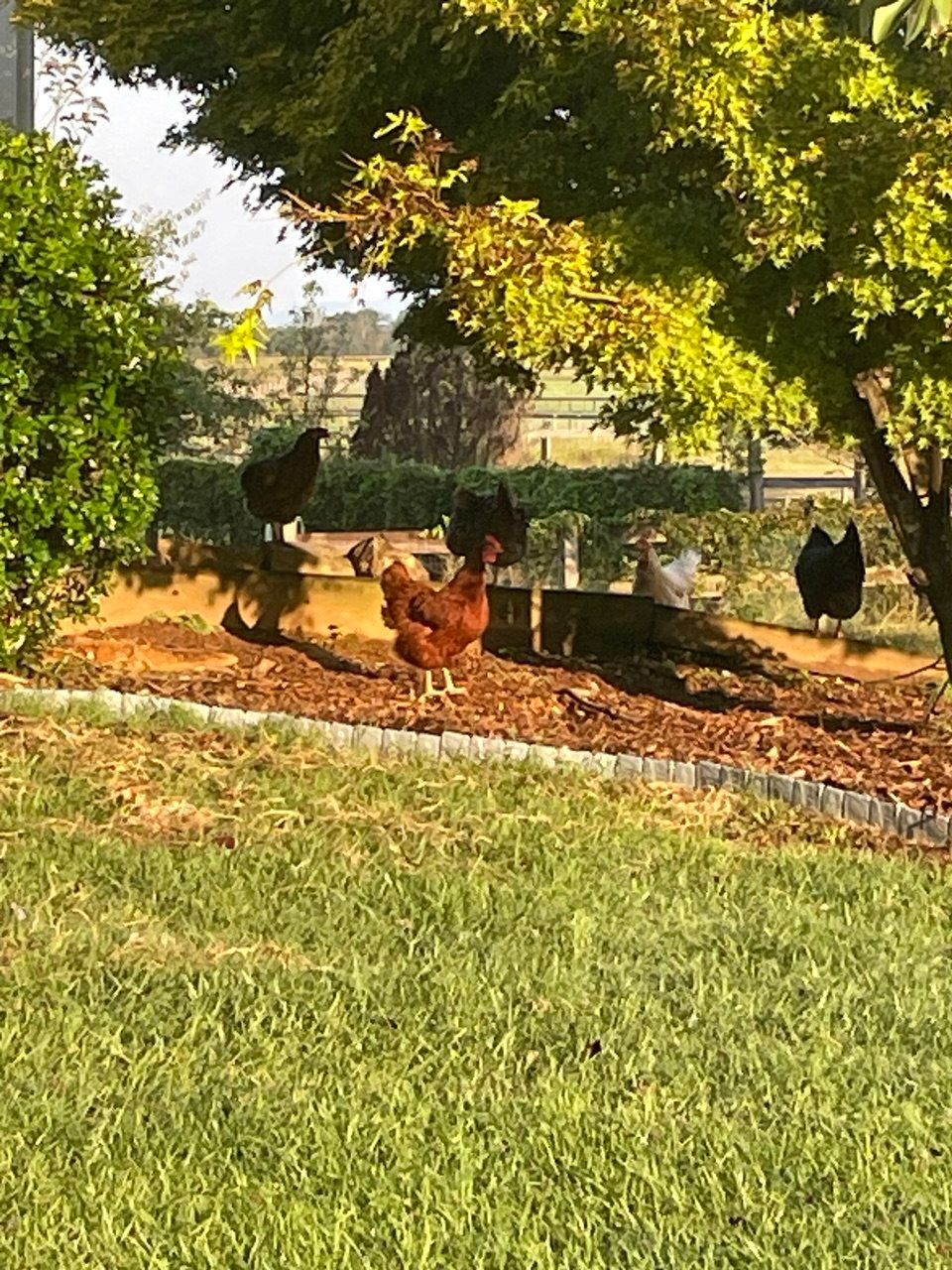 A red hen and several black and white hens scratching in a mulched garden bed edged with stone