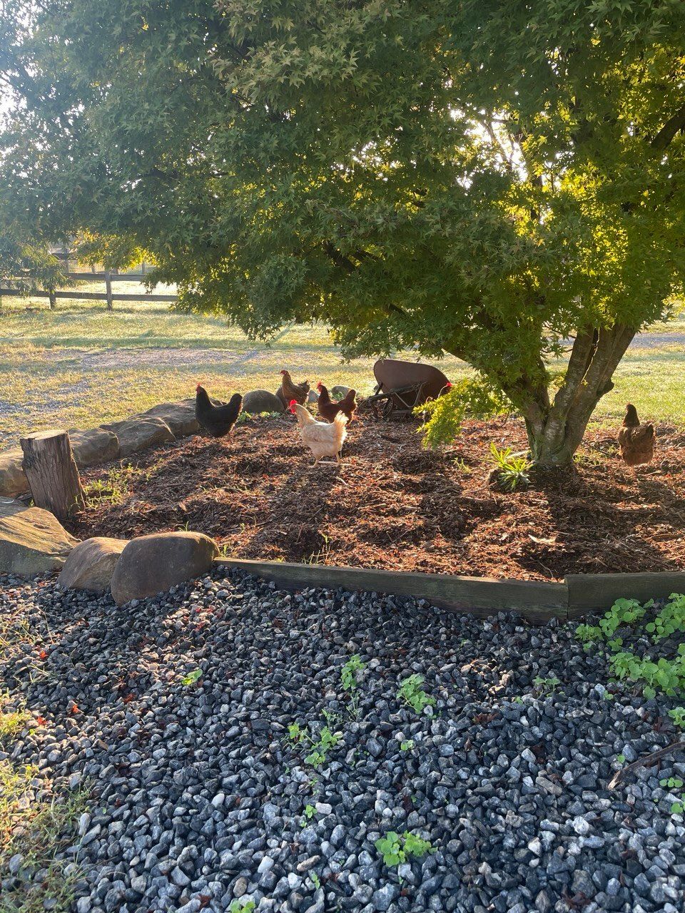 Chickens foraging in a mulched bed under a maple tree, with an old wheelbarrow and a wooden fence behind them