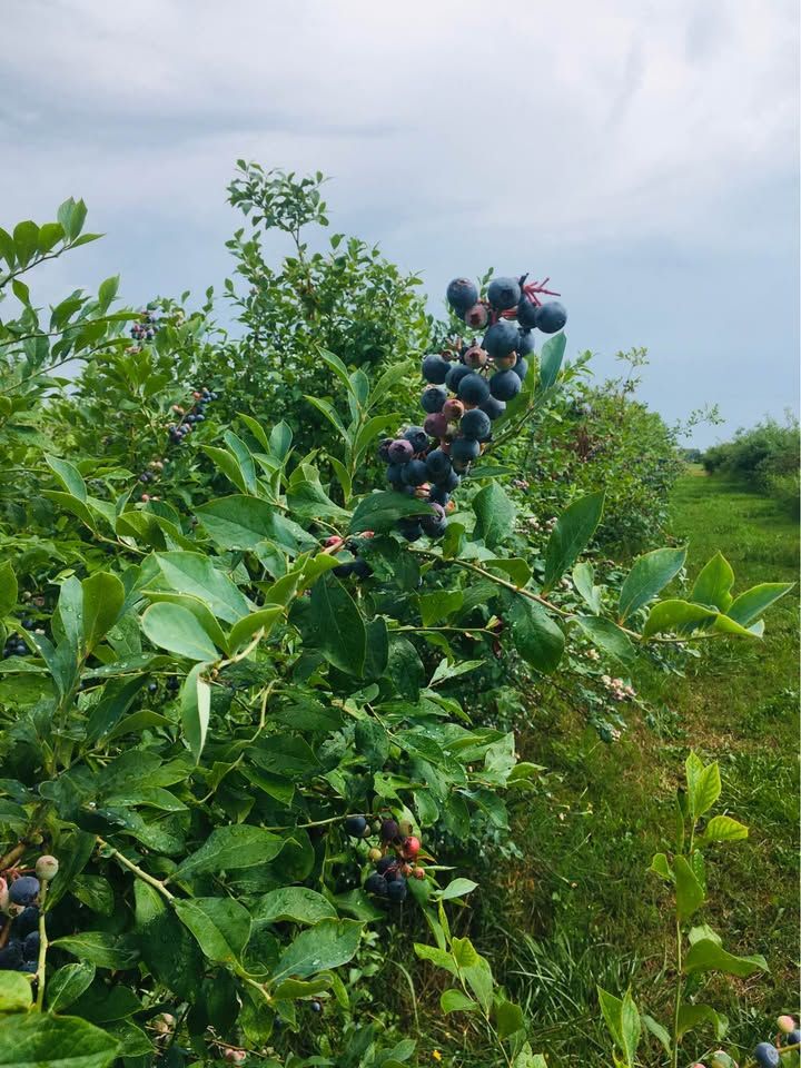 Organic Blueberries 2