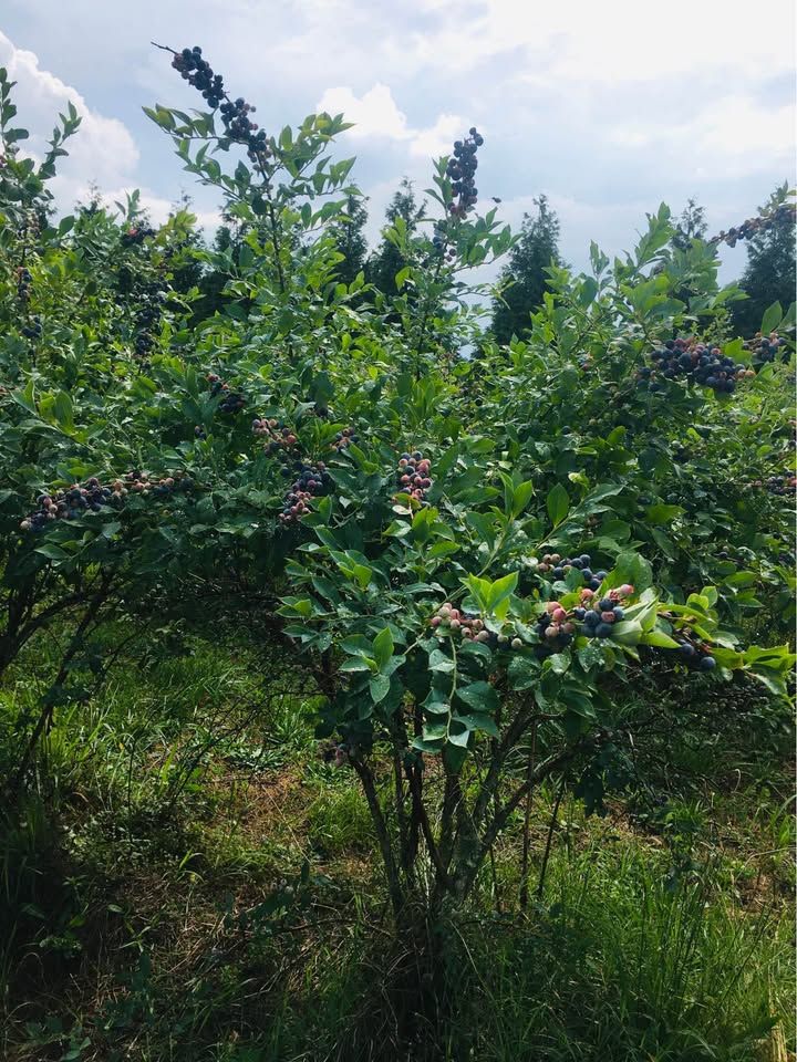 Organic Blueberries 3