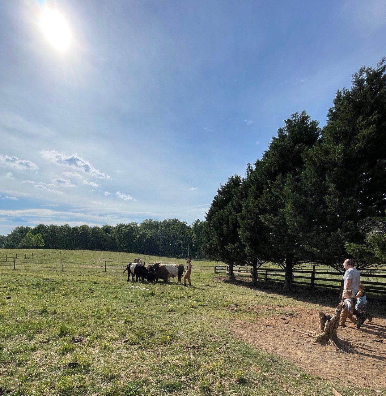 Belted cattle gathered in a sunny pasture with a woman beside them and a family walking nearby, beside a row of cedar trees