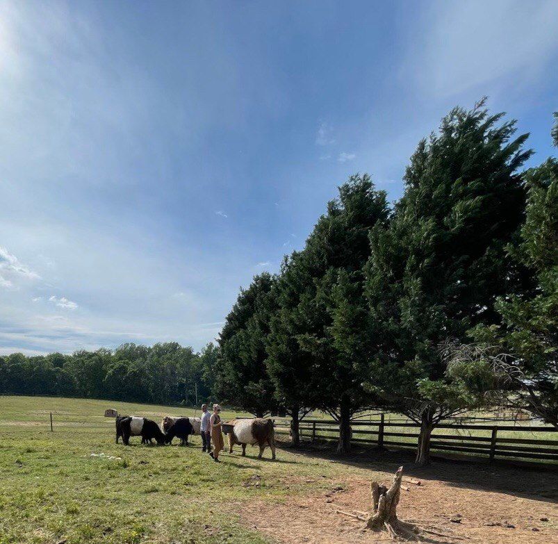 Two adults standing with belted cattle in a pasture beside a row of cedar trees