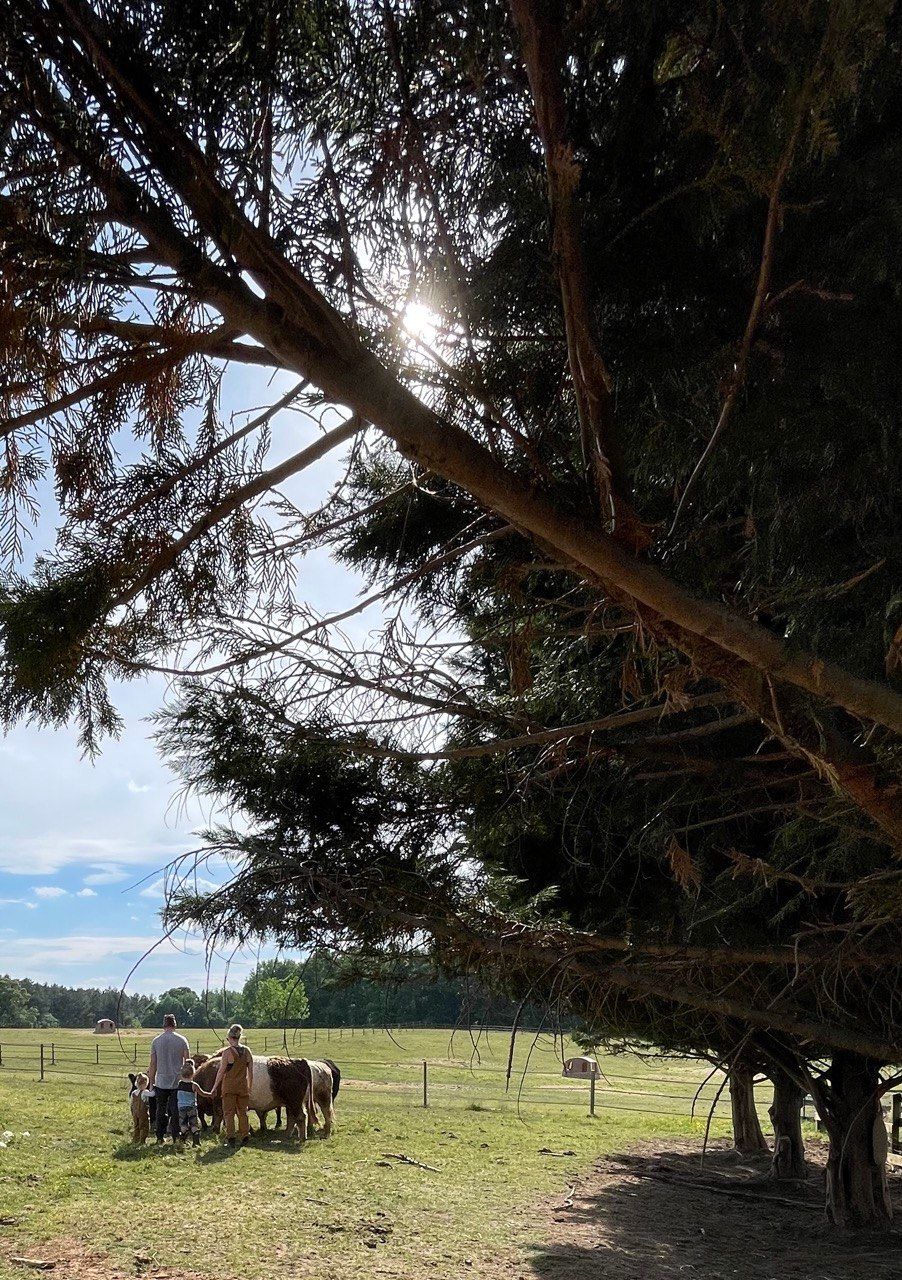 People and small children gathered with belted cattle in a pasture, seen through cedar branches