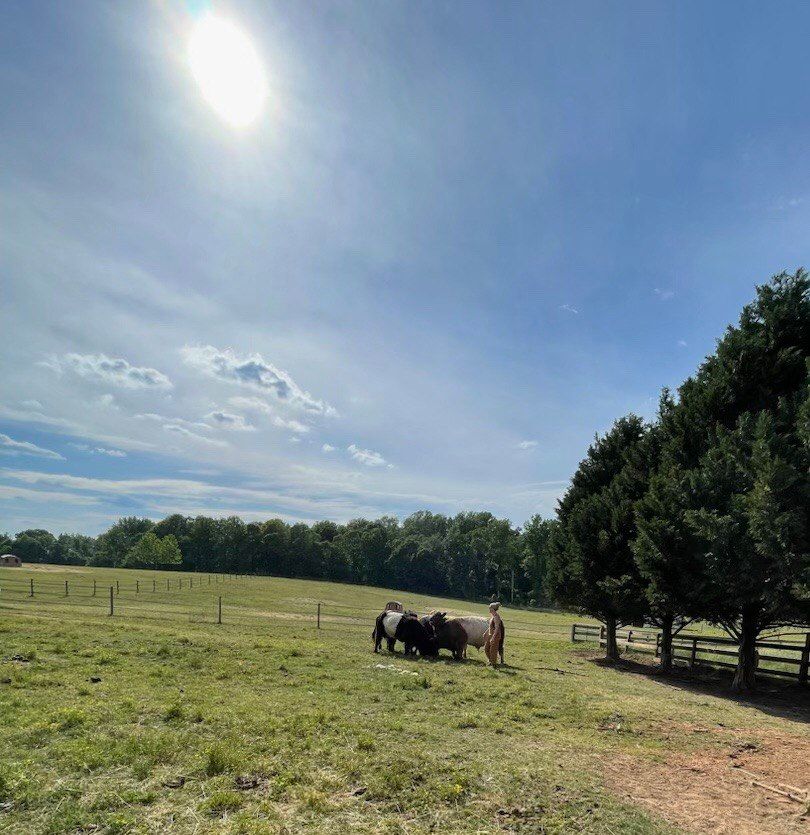A woman standing with a small group of belted cattle in a wide pasture under a bright sun