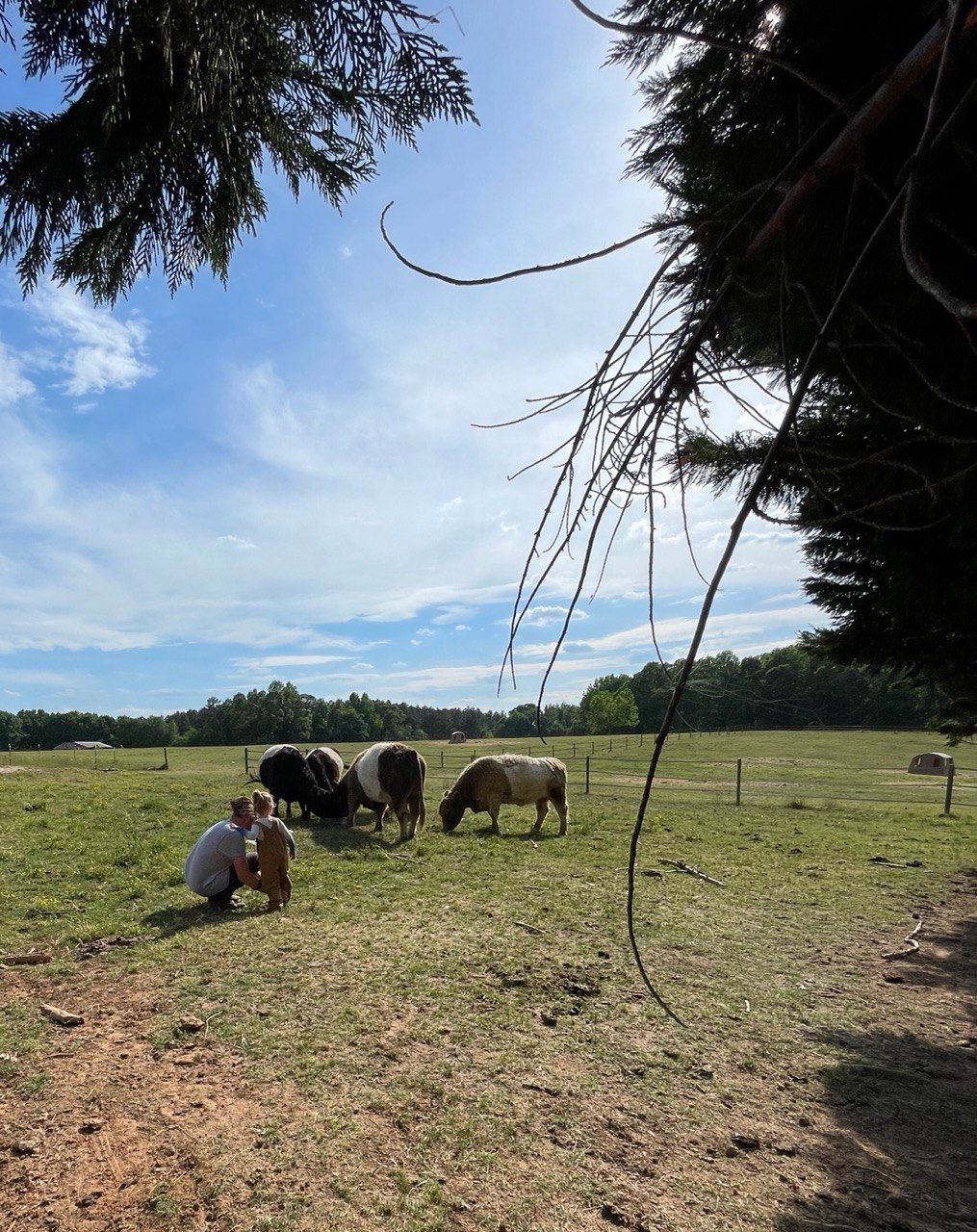 A parent crouching with a small child near grazing belted cattle in a pasture