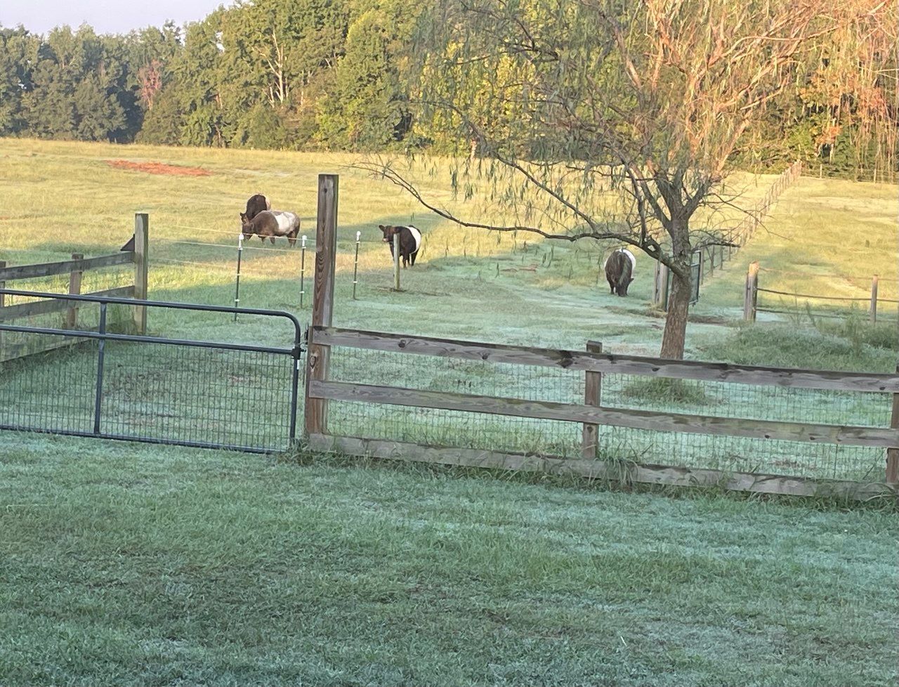 Belted cattle grazing on a frost-covered pasture behind a wooden fence and steel gate