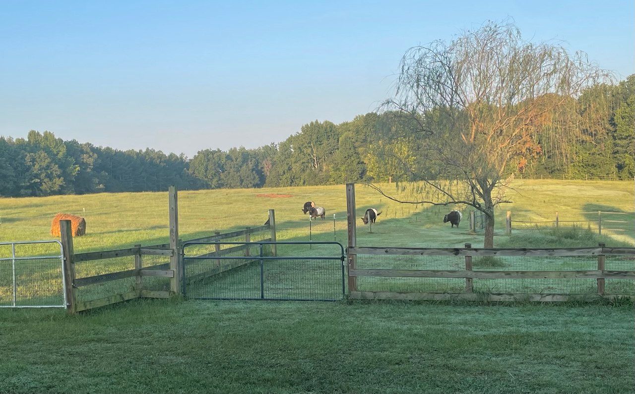 Belted cattle grazing in the pasture in early morning light