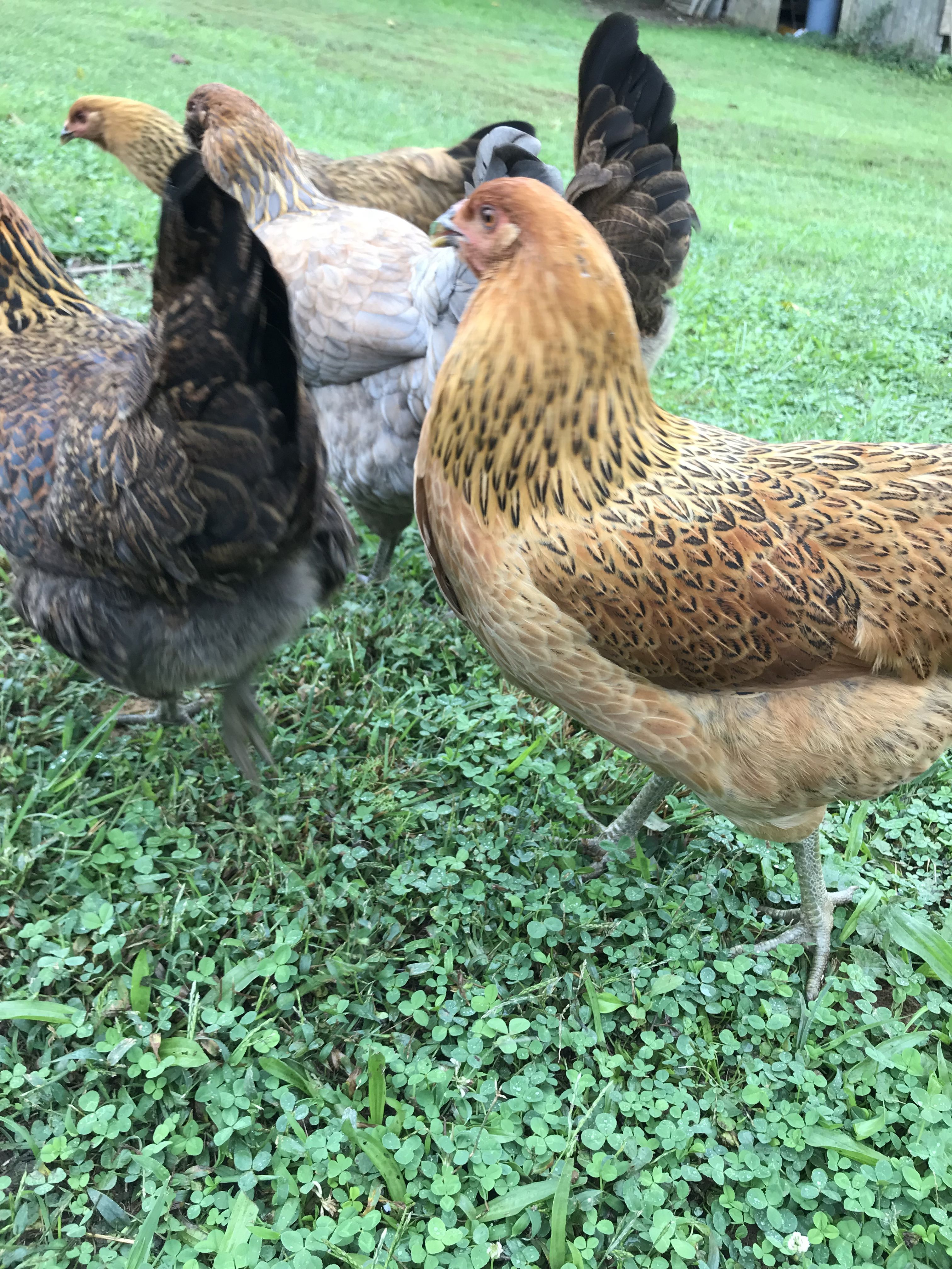 Farm Fresh Eggs 2