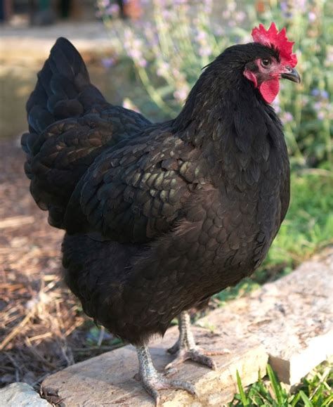 Farm Fresh Eggs 3