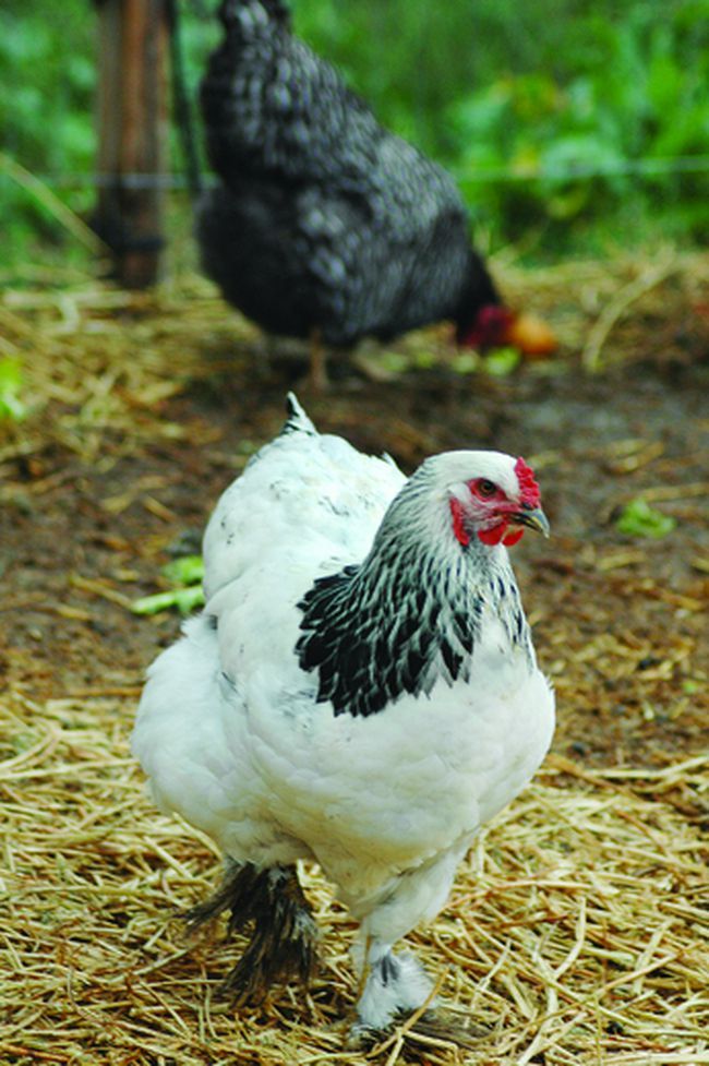 Farm Fresh Eggs 4