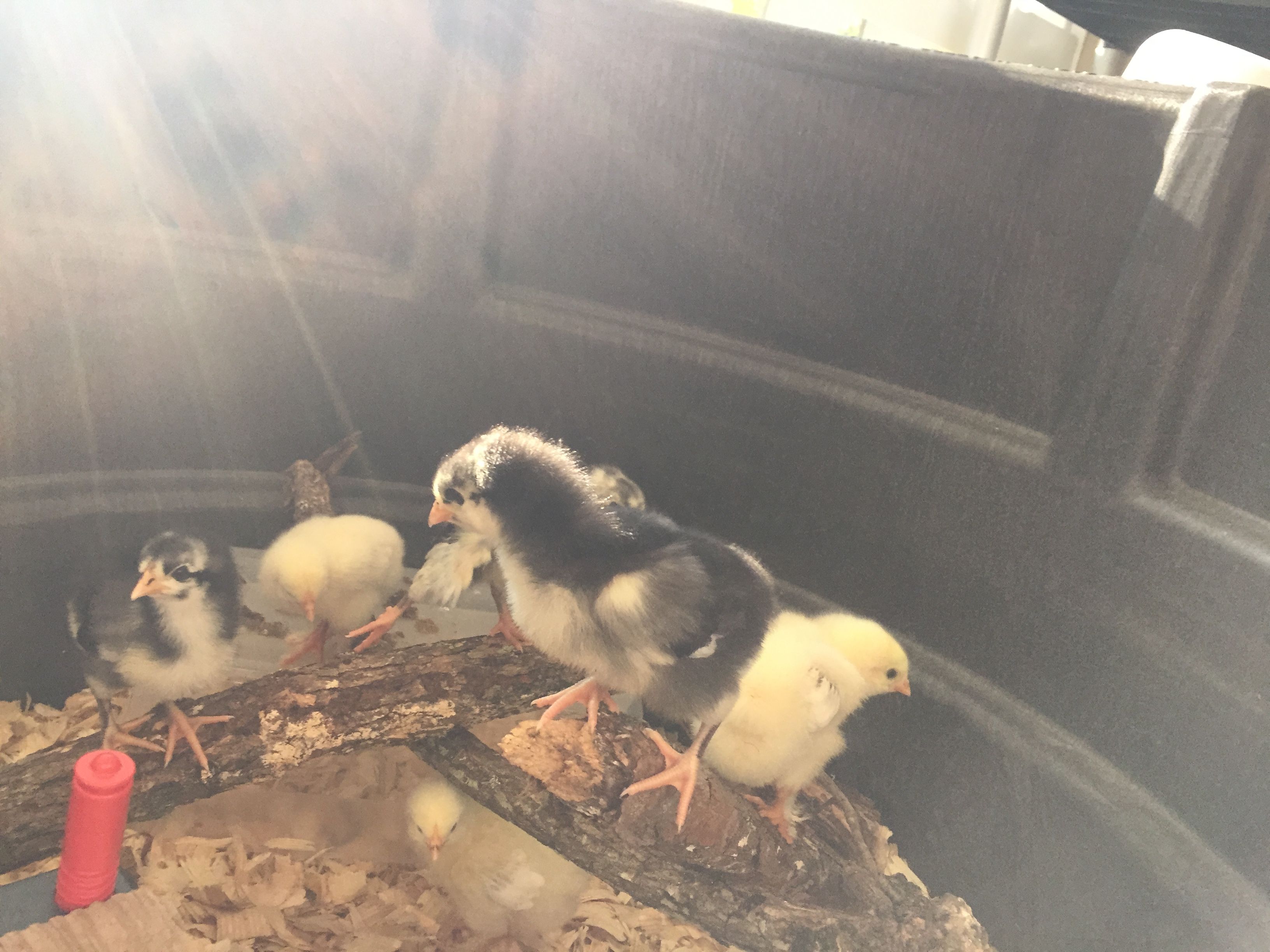 Farm Fresh Eggs 5