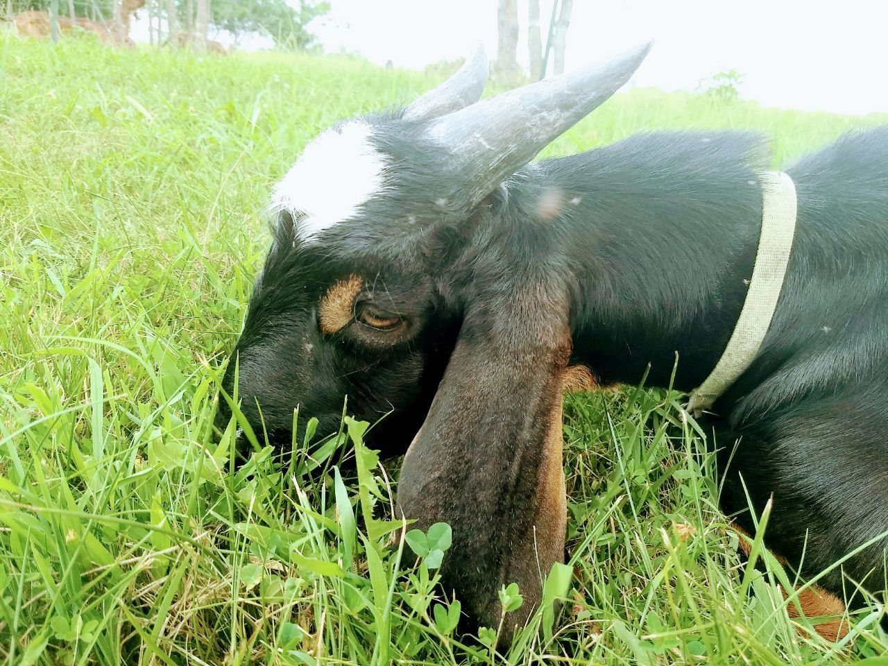 Goat Milk