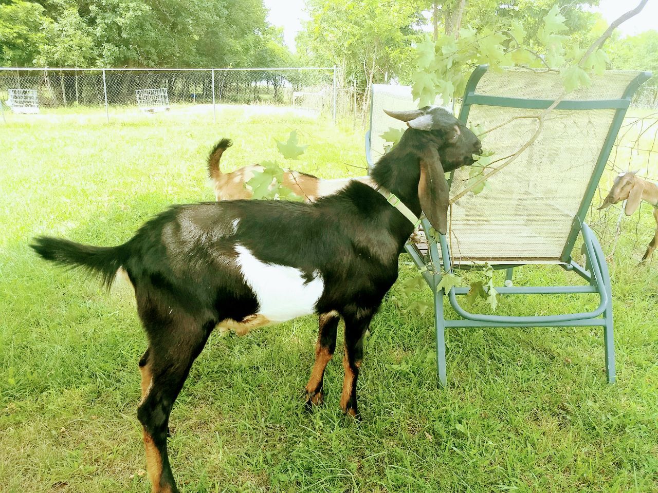 Goat Milk 4