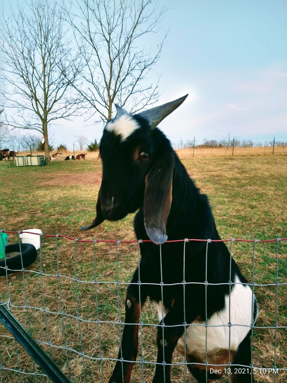 Goat Milk 6