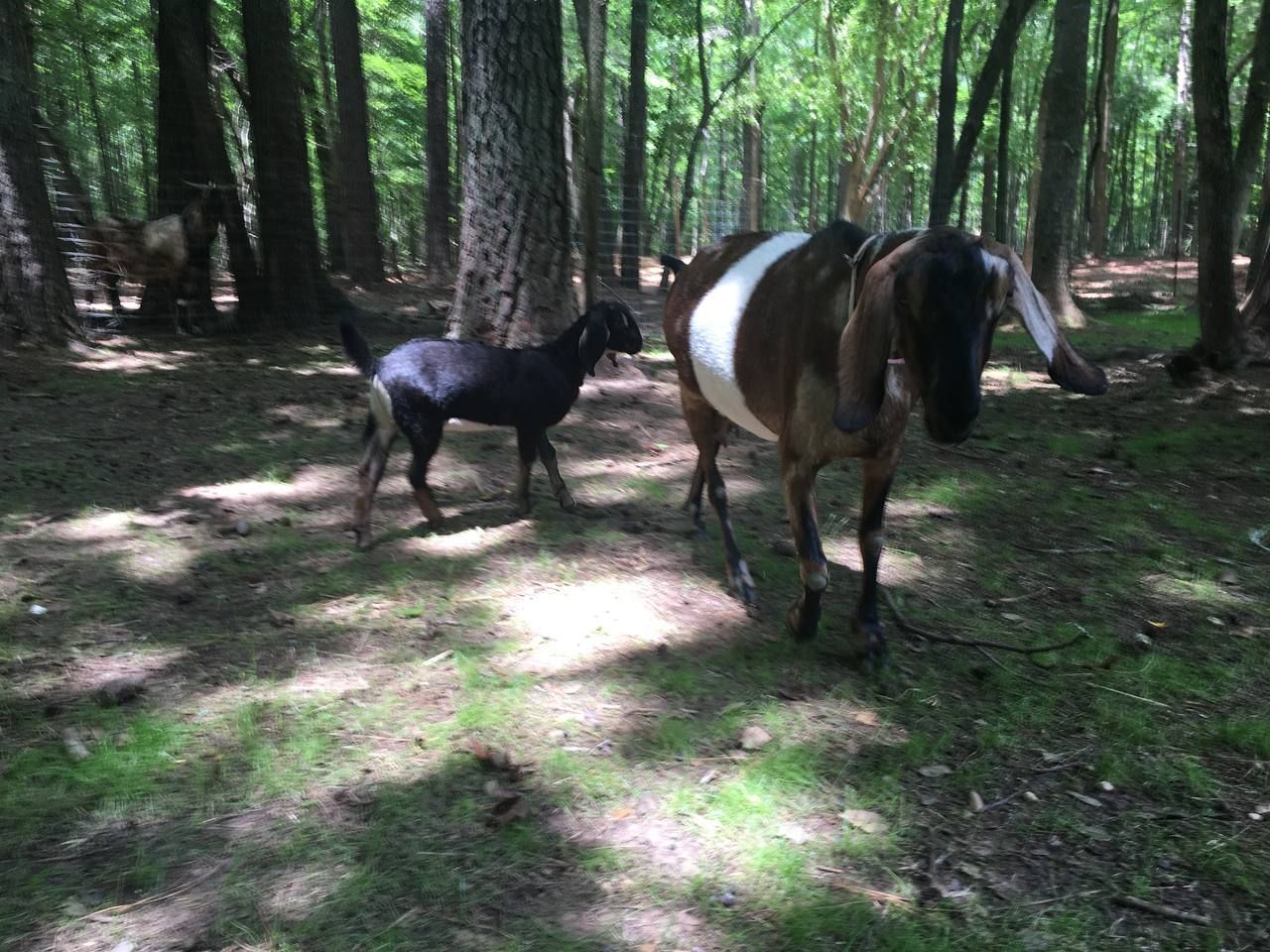 A long-eared brown and white goat walking with a small black kid through a shaded, wooded paddock