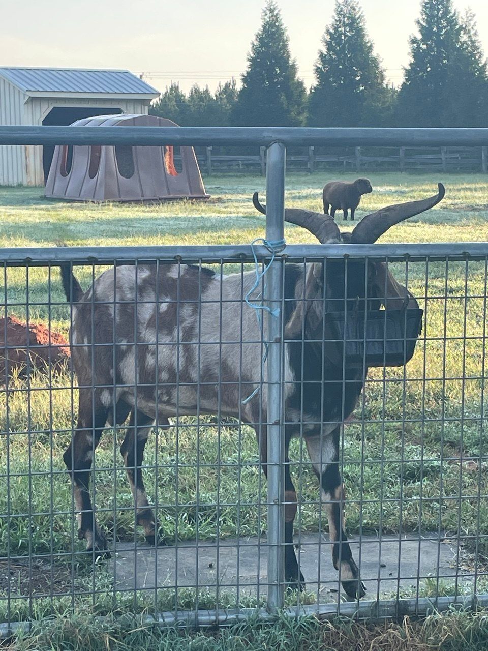 A horned brown, black and cream goat eating from a black feeder behind a wire panel gate, with a dark sheep and a shelter in the pasture behind