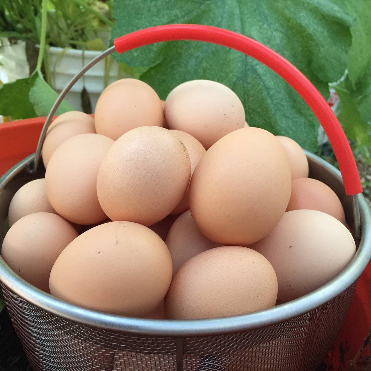 Farm Fresh Eggs — Pander Hollow Farm
