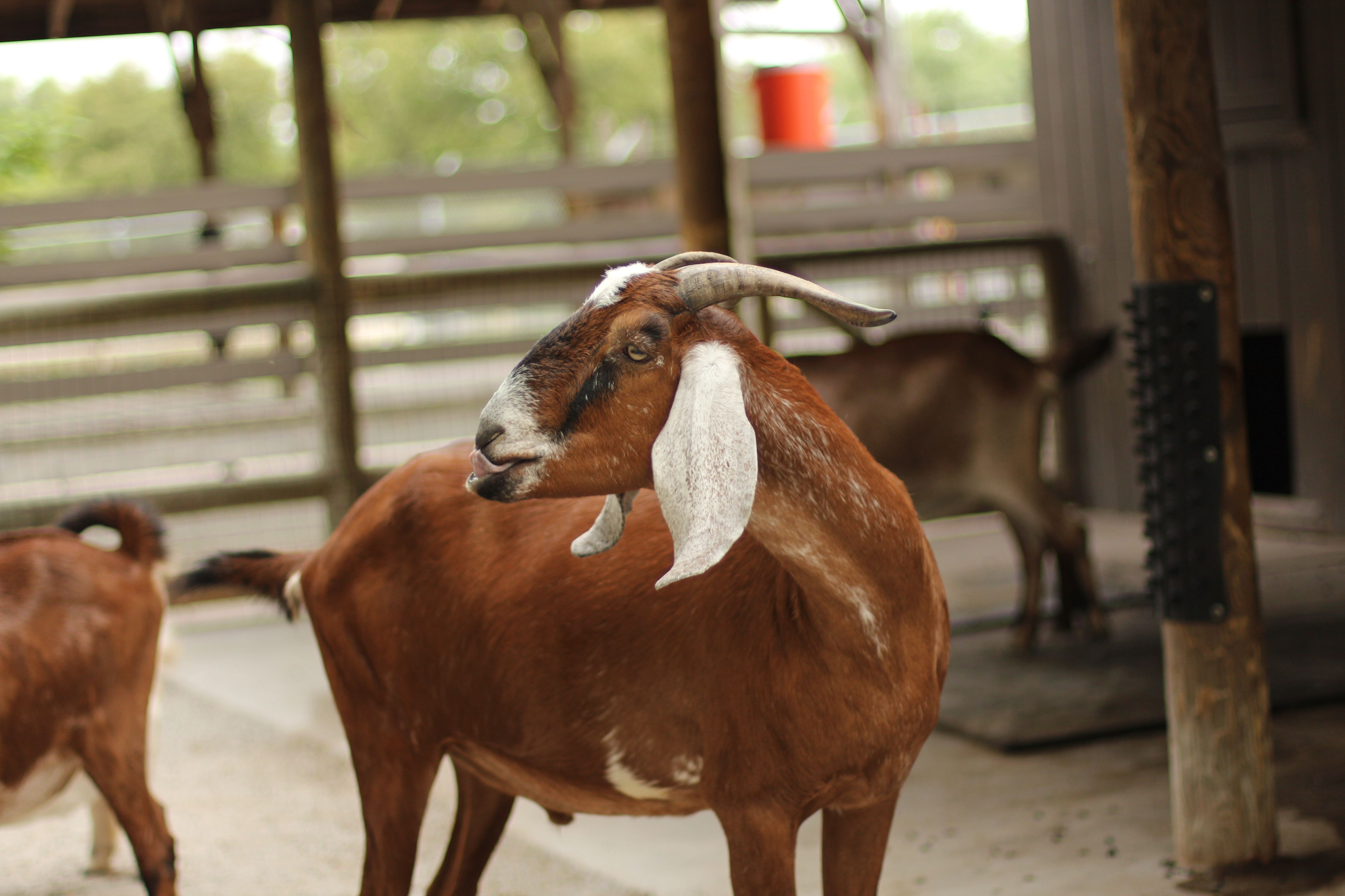 Nubian goat at Pander Hollow Farm
