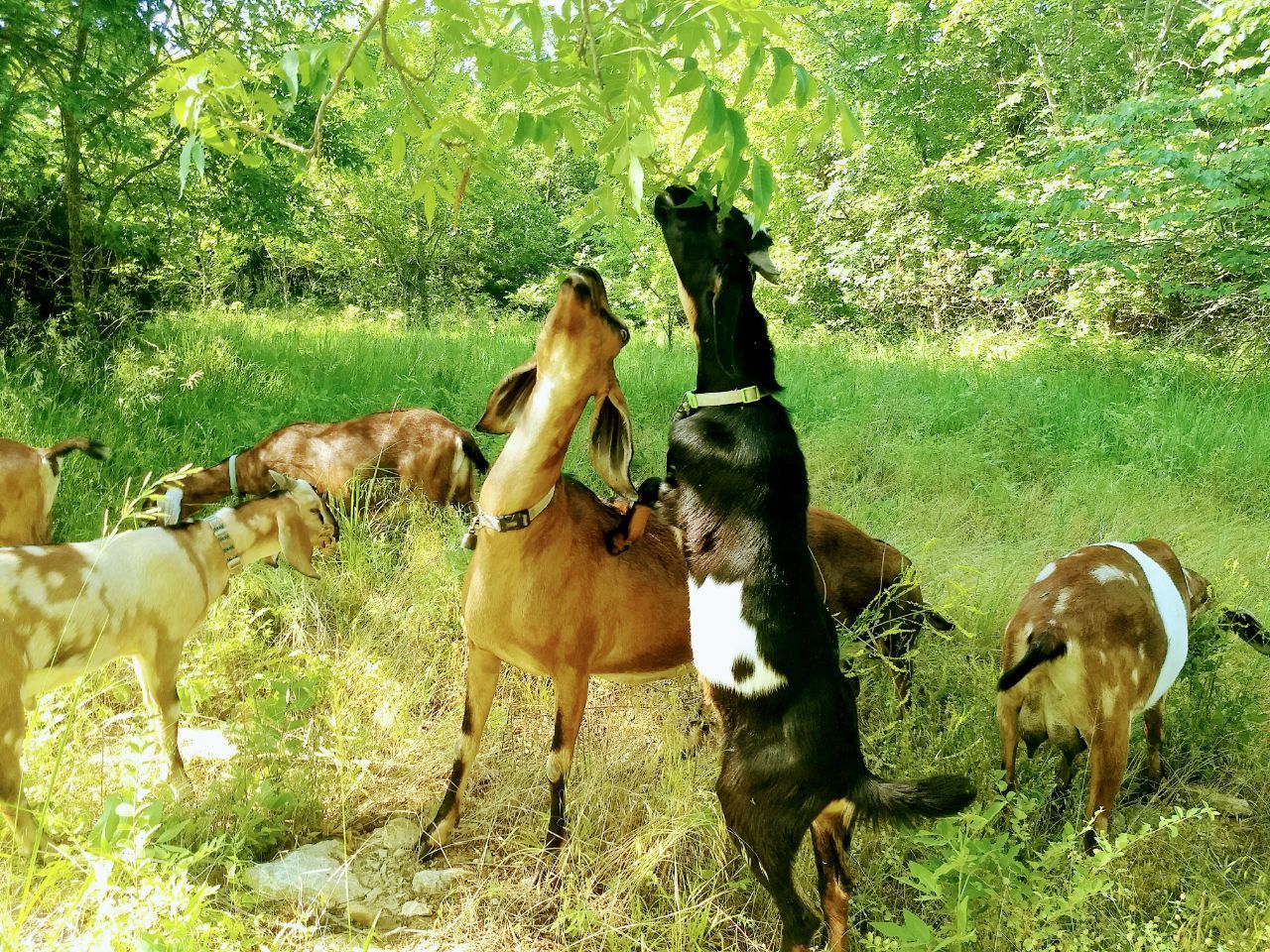 Goat herd on pasture at Pander Hollow Farm