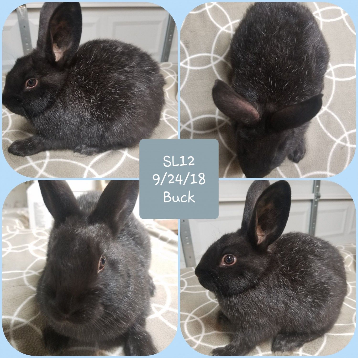 Silver Fox rabbits at Pander Hollow Farm