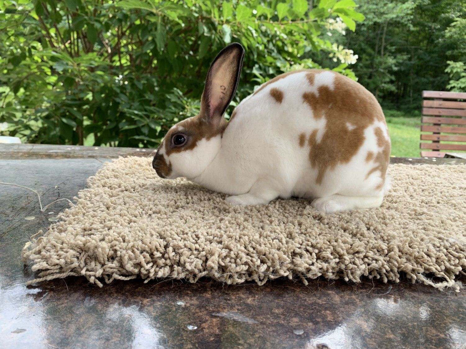 A brown and white rabbit sitting on a rug outdoors