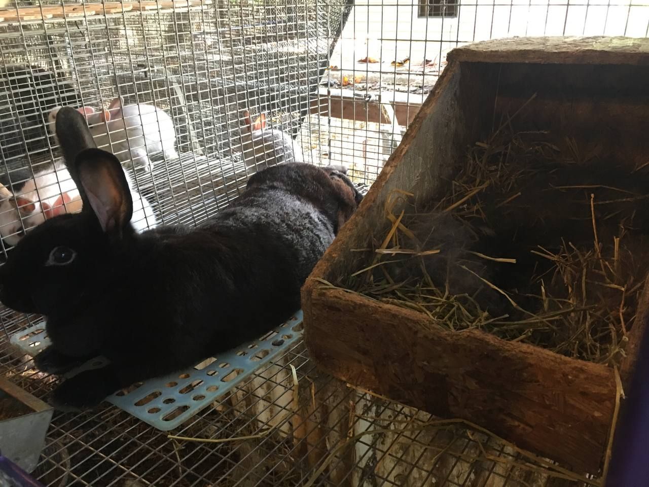 Rabbit Breeding — Pander Hollow Farm