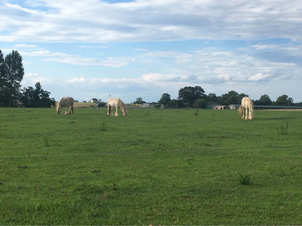 Horse Boarding