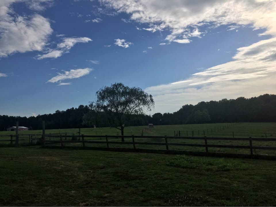 Horse Boarding 7