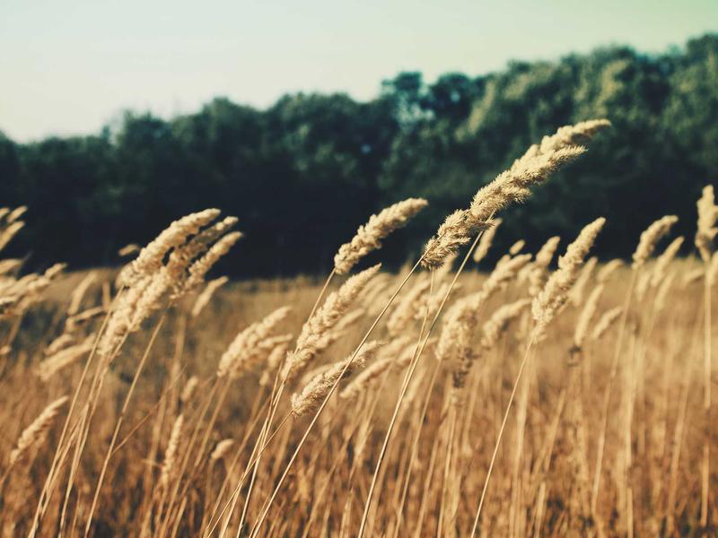 Farm pastures and property — placeholder photo