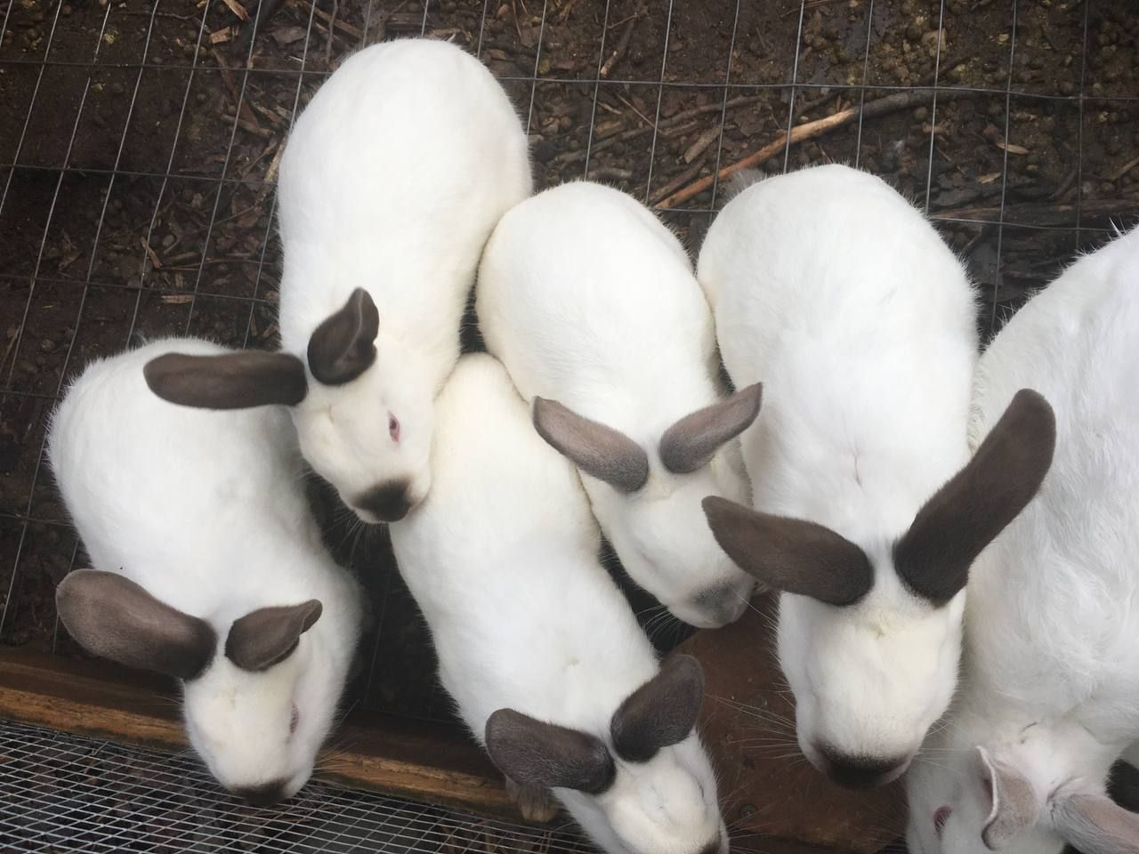 Rabbit Breeding 3