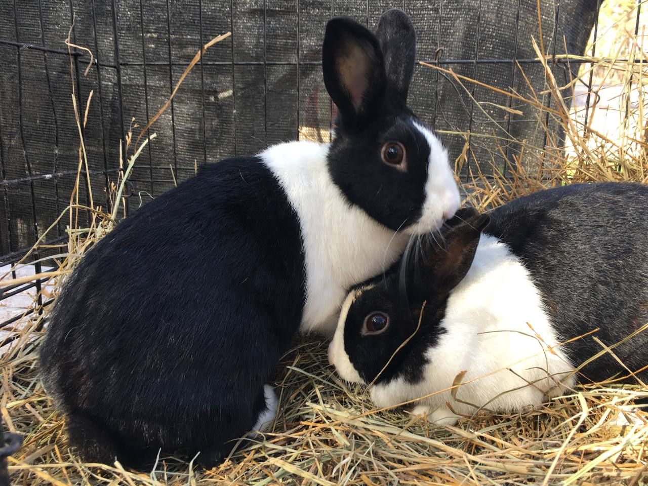 Rabbit Breeding 5