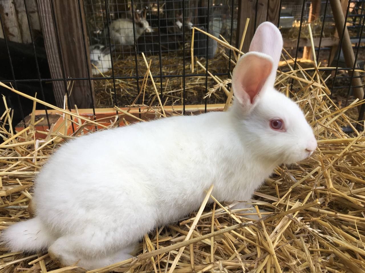 Rabbit Breeding