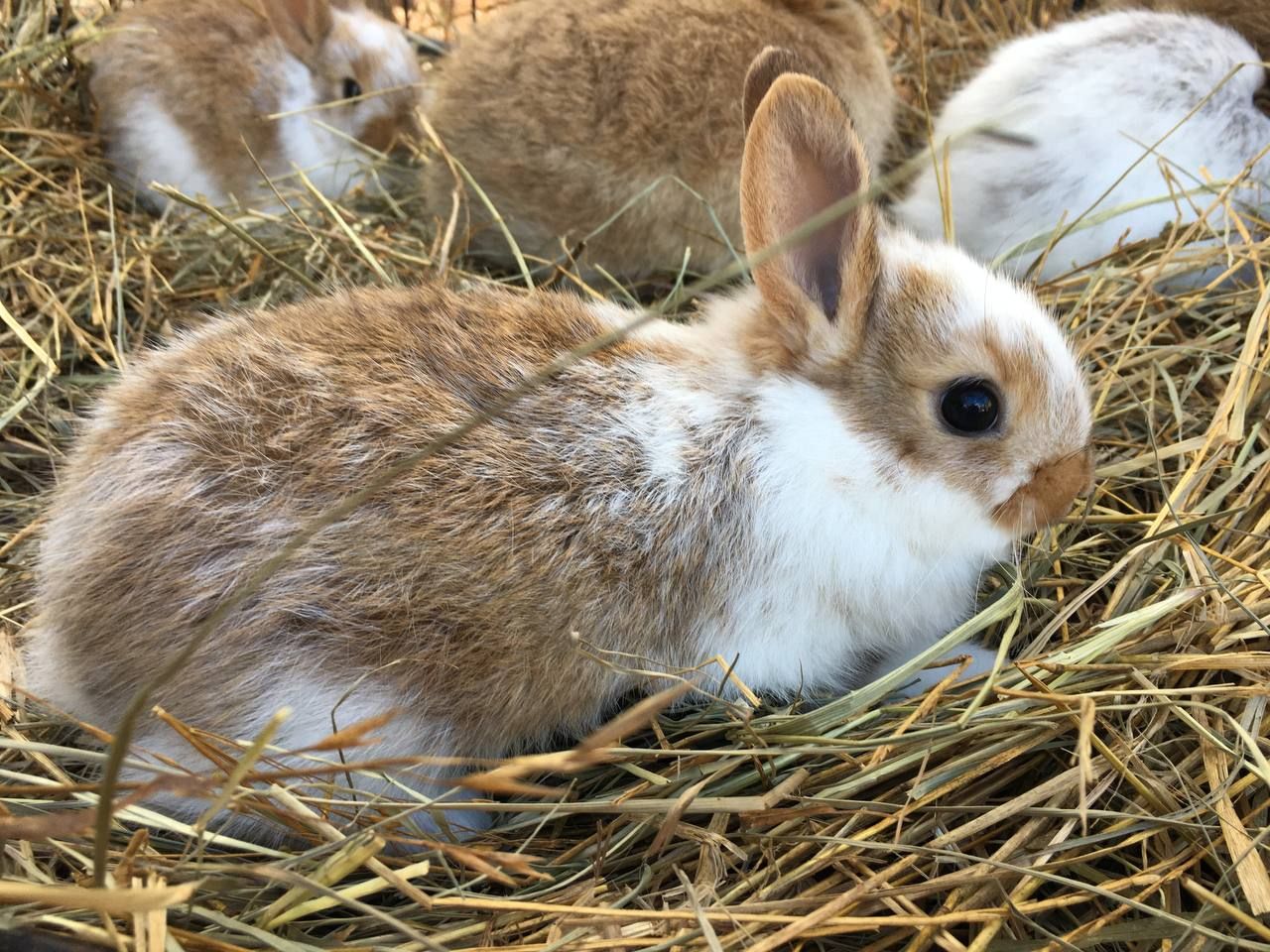 Rabbit Breeding 4