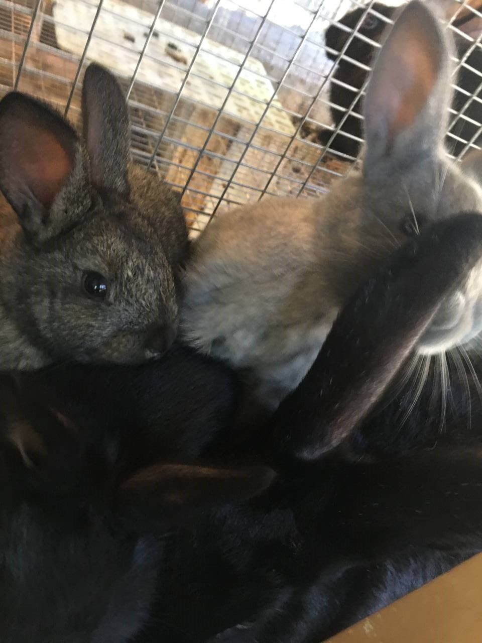 Rabbit Breeding 2