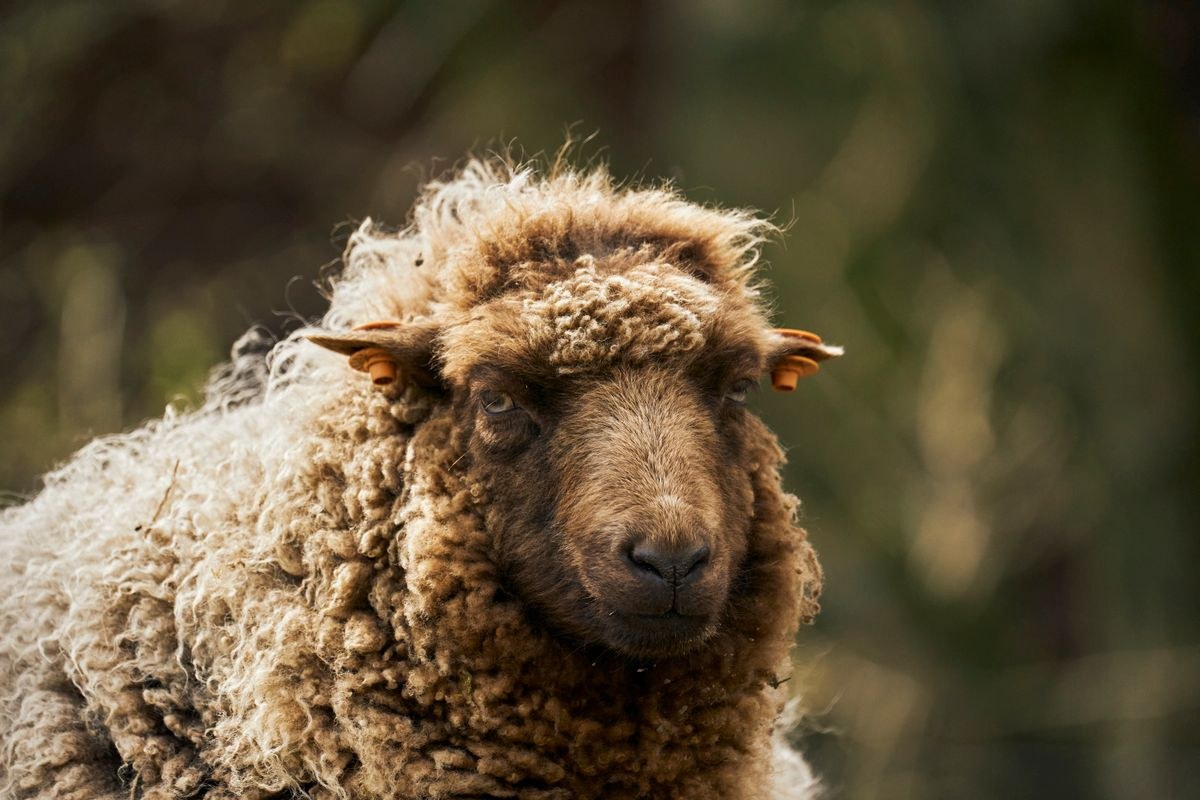 Sheep Wool (Barter) 5
