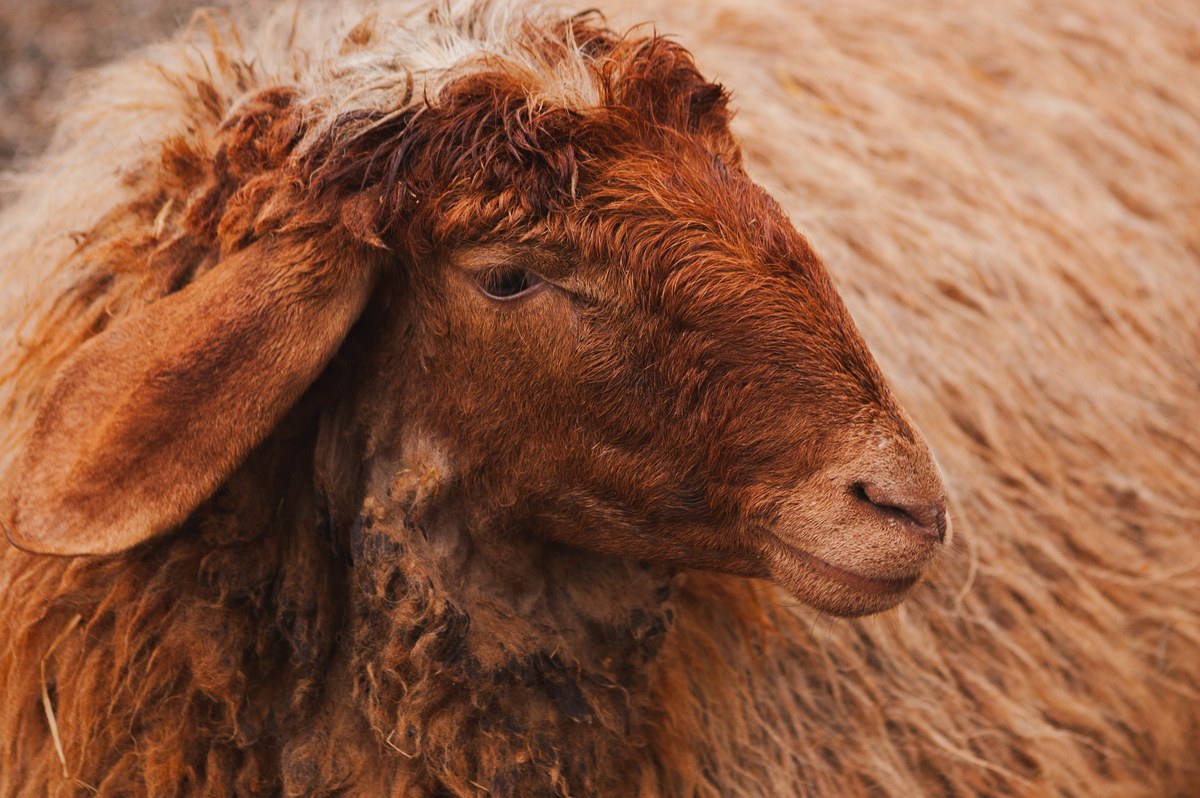 Sheep Wool (Barter) 6