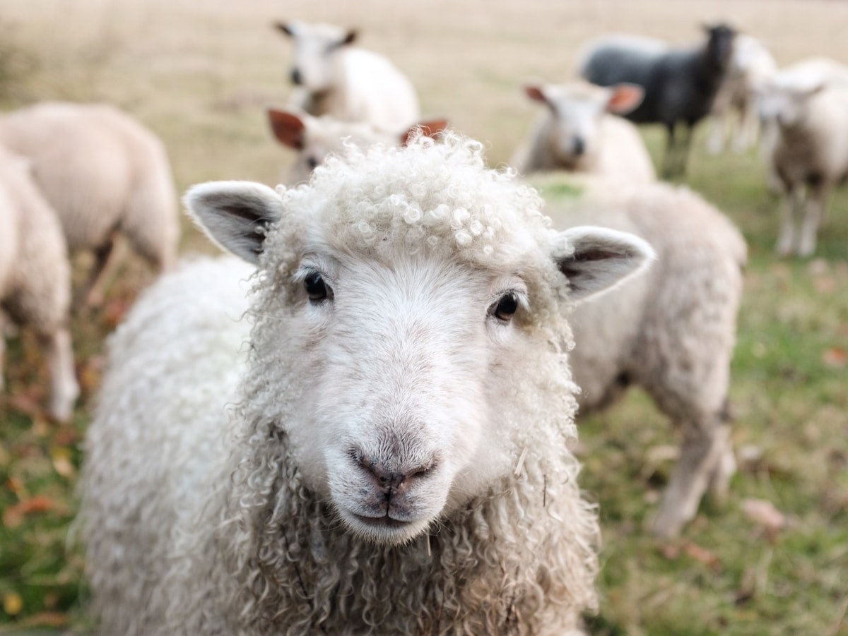 Sheep Wool (Barter) 3