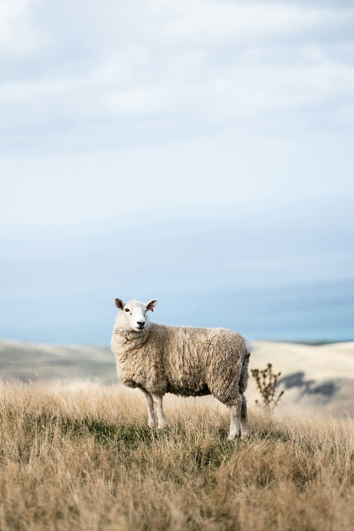 Sheep Wool (Barter) 4