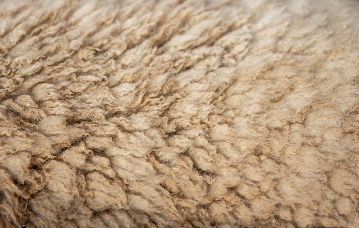 Sheep Wool (Barter)