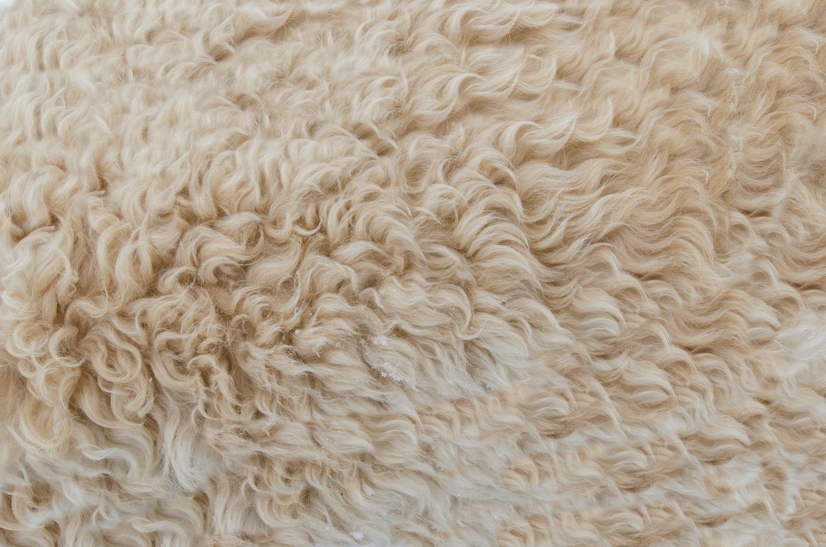 Sheep Wool (Barter) 2