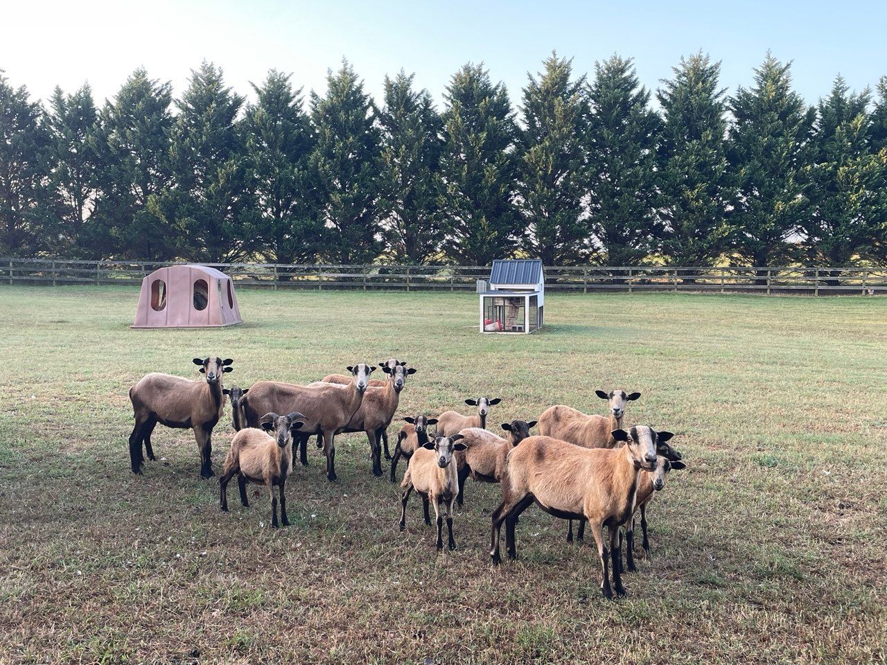 Our flock of sheep standing in the pasture in front of a row of evergreens