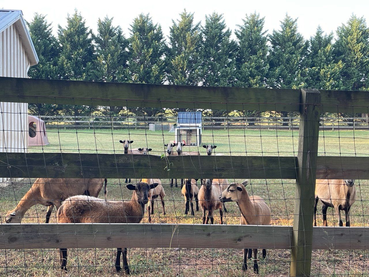 Tan and brown sheep peering through a wooden fence with wire mesh