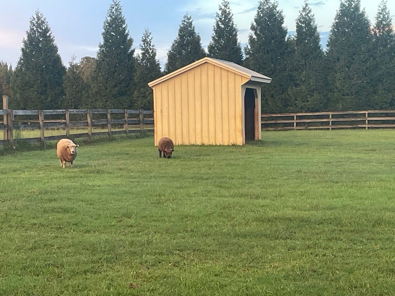 Two sheep, one cream and one dark brown, grazing in a green pasture near a small yellow run-in shed