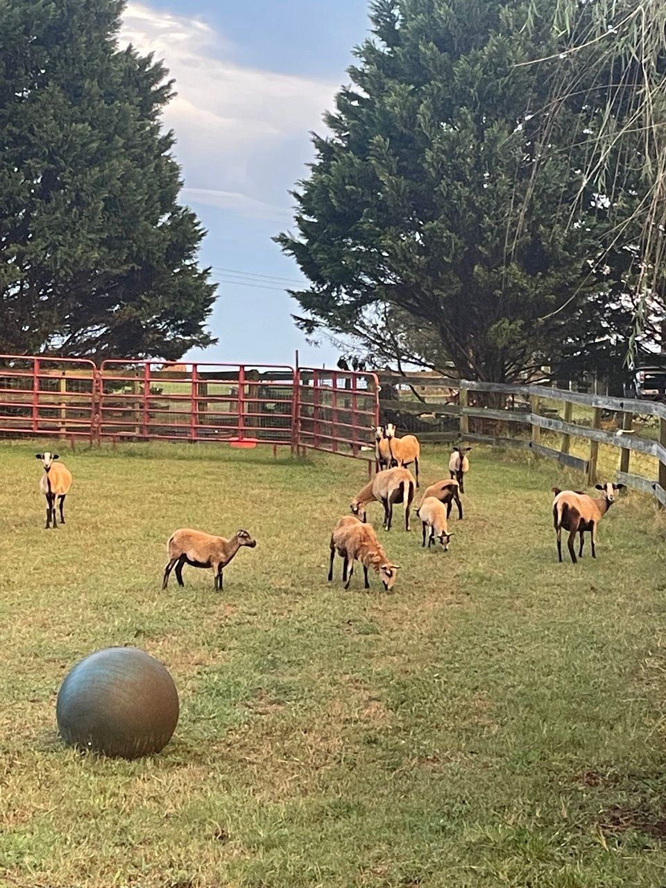 Tan sheep grazing in a pasture near a red corral panel, with a large exercise ball in the foreground